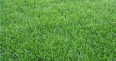North American natural grass color