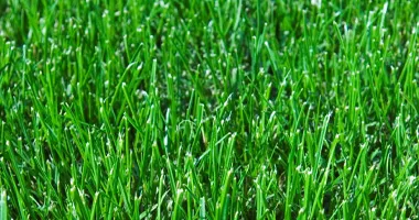 Oceania natural grass color
