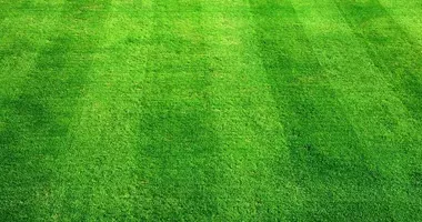 latin american natural grass color