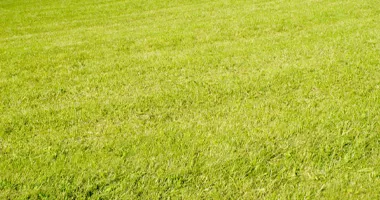 European natural grass color