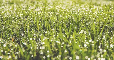 Asian natural grass color