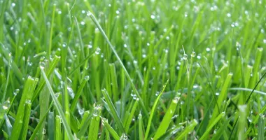African natural grass color